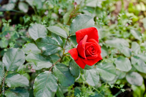 Fototapeta Naklejka Na Ścianę i Meble -  Red rose among the green foliage