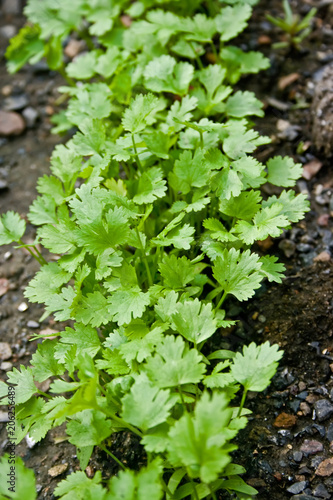 A row of fresh green coriander