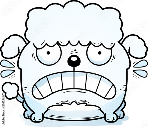 Terrified Little Poodle
