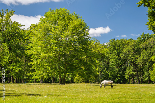 Forest glade and horse
