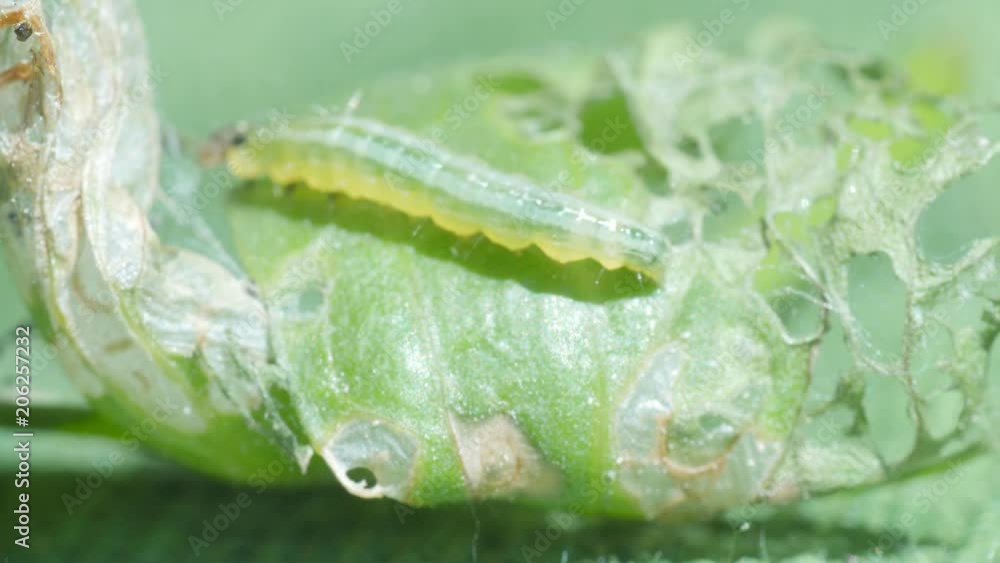 Chrysodeixis includens,green caterpillar of Soybean Looper on green leaf,macro Chrysodeixis includens,green caterpillar of Soybean Looper on green leaf,macro