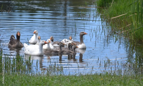 Geese in Rosetta