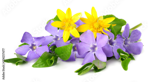 Fotografie Bouquet of blue periwinkle with green leaves isolated on white background