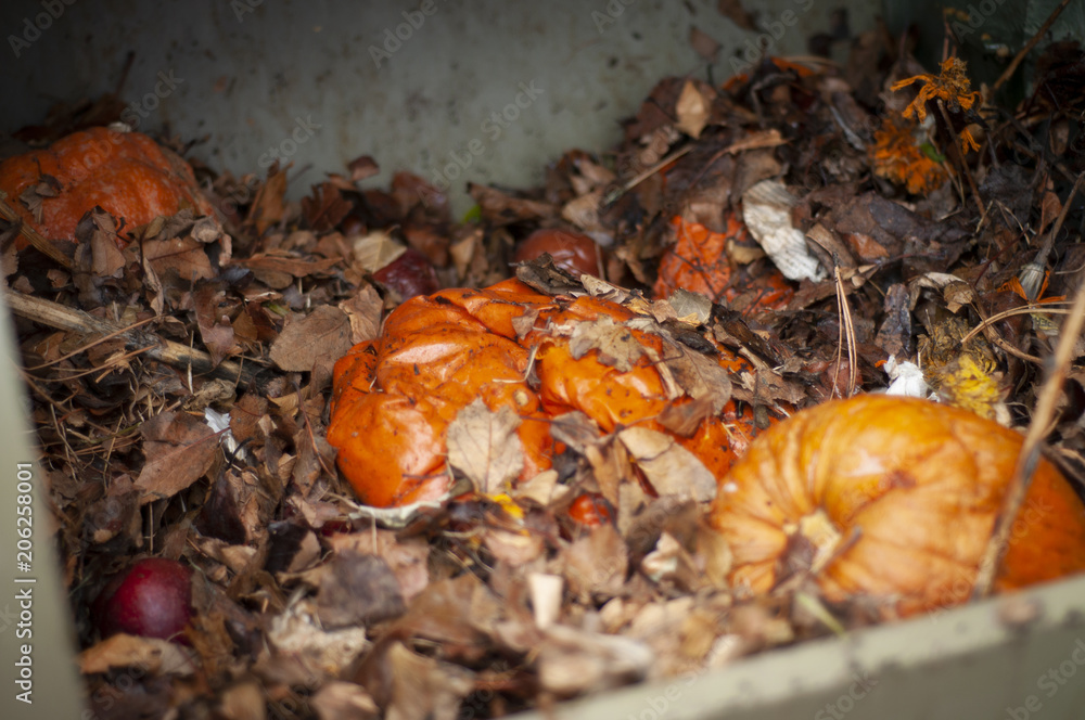 Pumpkins Decomposing in a Compost Bin