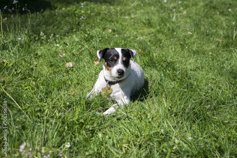 Jack Russell Terrier dog posing in the grass, white brown fur, domestic animal