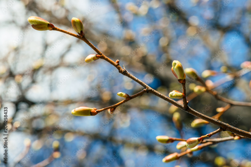 Beautiful linden branches with flowering buds close-up in spring time. Picturesque macro photography of branches of tree in sunny spring day. Colorful background image of buds of leaves of linden. Beautiful linden branches with flowering buds close-up in spring time. Picturesque macro photography of branches of tree in sunny spring day. Colorful background image of buds of leaves of linden.