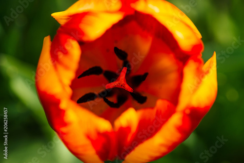 Background image of pestle and stamen inside petals of tulip close up. Macro photography of beautiful colorful red yellow flower. View from above. #206258457