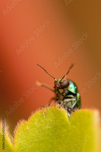 Wallpaper Mural Close up on small green insect on green geranium leaf Torontodigital.ca
