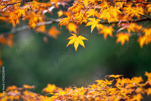 Maple leaf in autumn at lake Kawaguchi  Japan