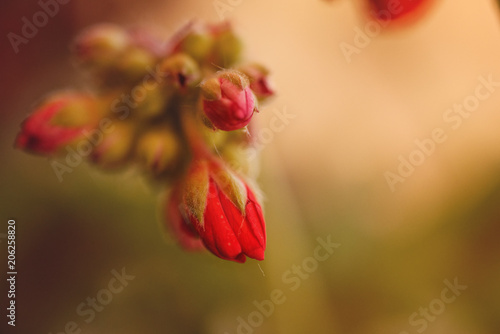 Wallpaper Mural Close up on small red buds of geraniums in the light of sunset Torontodigital.ca
