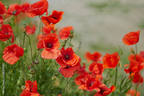 Red poppy flowers. Poppy flowers and blue sky in a field with bees and bumblebees