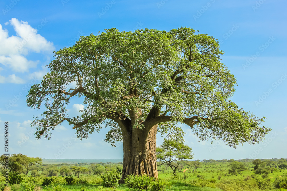 Fototapeta premium Baobab drzewo w Tarangire parku narodowym w Tanzania. jego ogromny rozmiar. na niebieskim niebie.