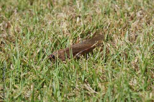 Enormous grasshopper