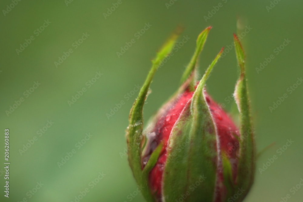 Close-up of wet rose bud in park Close-up of wet rose bud in park
