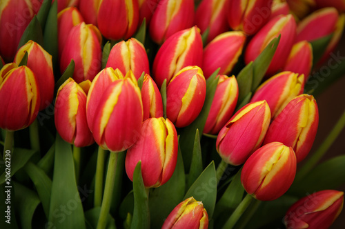 Beautiful flower garden with colorful blooming flowers