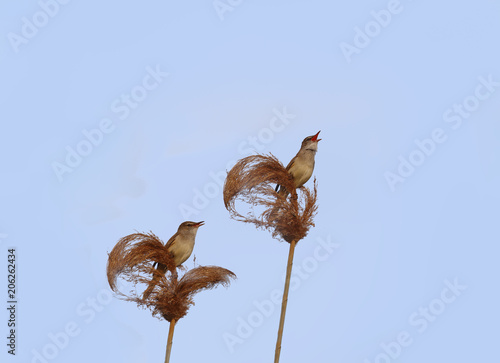 forever screaming reed warblers against the background of the blue sky ..