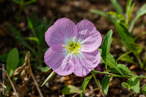 Single Mexican Primrose blossom (oenothera speciosa), it's delicate pink petals accented with deep red stripes. Also called Evening Primrose. 