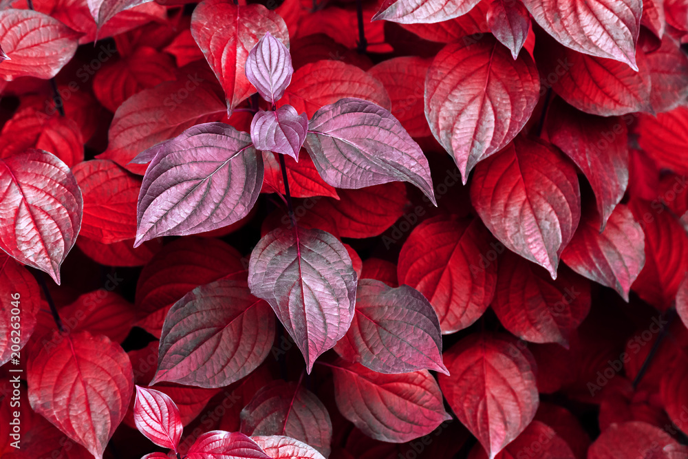 Background of green bush leaves in autumn in shadow. Background of green bush leaves in autumn in shadow.