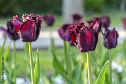 purple and red tulip with cut edge.Wine colored tulip. #206263613