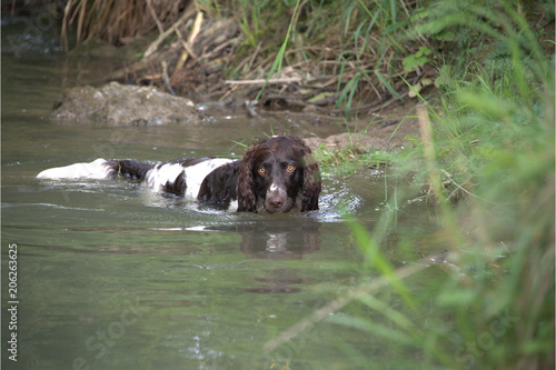 Deutscher Wachtel Jagdhund photo