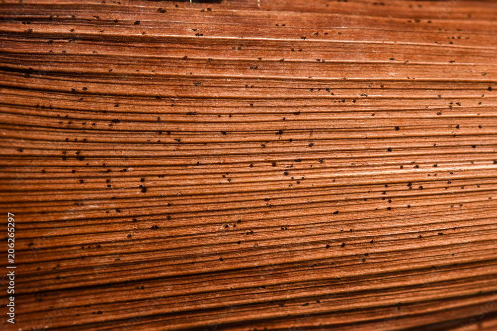 Pflanzliche Naturstoffe als Furnierstoff Pflanzliche Naturstoffe als Furnierstoff