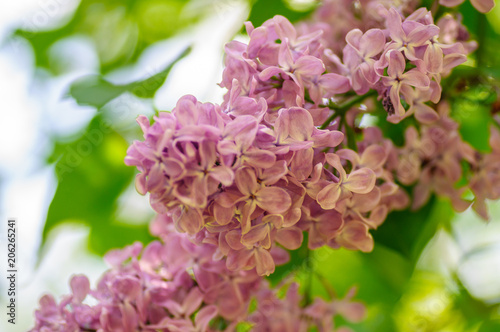 Beautiful pink syringa flowers in shadow. Syringa branch photo