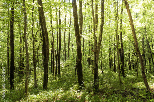 Forest laundscape. Day light © Полина Власова