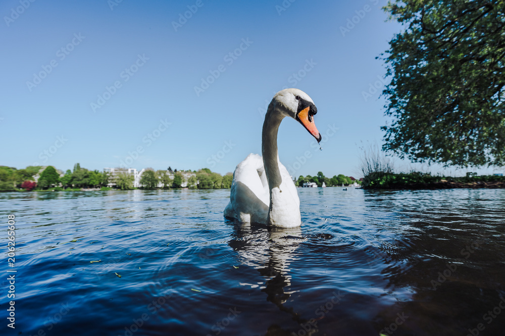 Fototapeta premium White Swan swimming on Alster lake in Hamburg on a sunny day