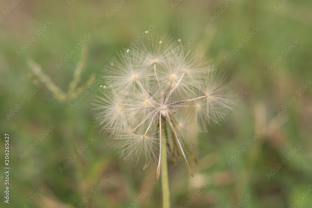 Fototapeta premium diente de leon