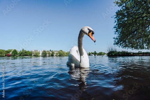 White Swan swimming on Alster lake in Hamburg on a sunny day