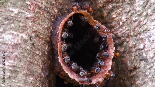 Stingless bees, Also Known as meliponines, work busily at the beeswax tube that is the entrance to their hive. Class: Insecta, Order: Hymenoptera,Family: Apidae, Subfamily: Apinae,Tribe: Meliponini. photo