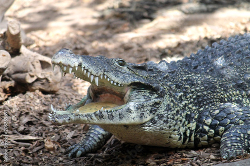 Crocodile's toothy smile
