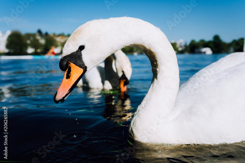 Close up of cute white grace swan head on the Alster lake on a sunny day in Hamburg