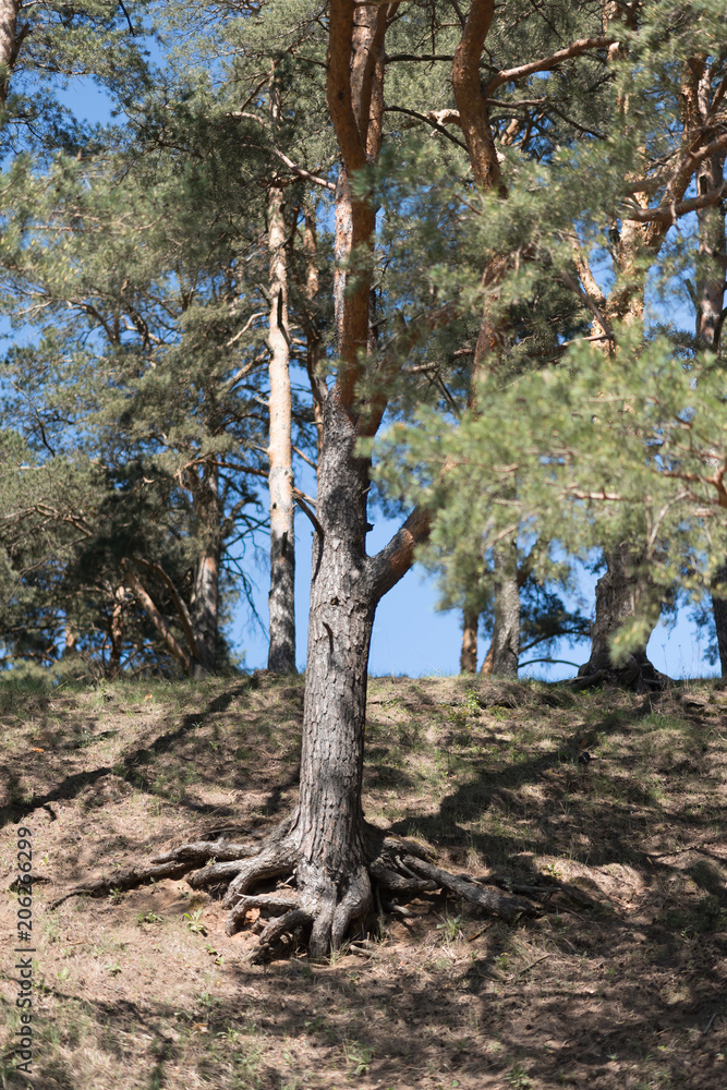 Fototapeta premium Close up of pine trees in a forest