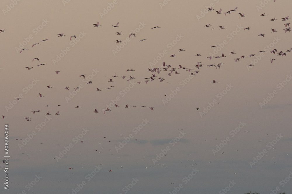 flamencos sobre el jaukanigas flamencos sobre el jaukanigas