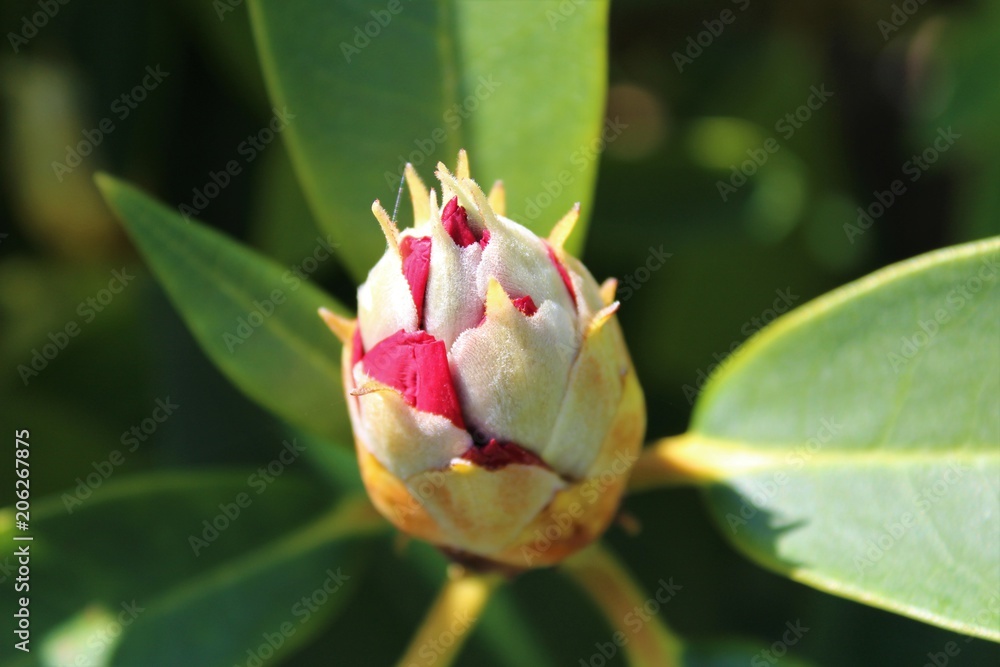Red rhododendron bud ready to bloom in late spring Red rhododendron bud ready to bloom in late spring