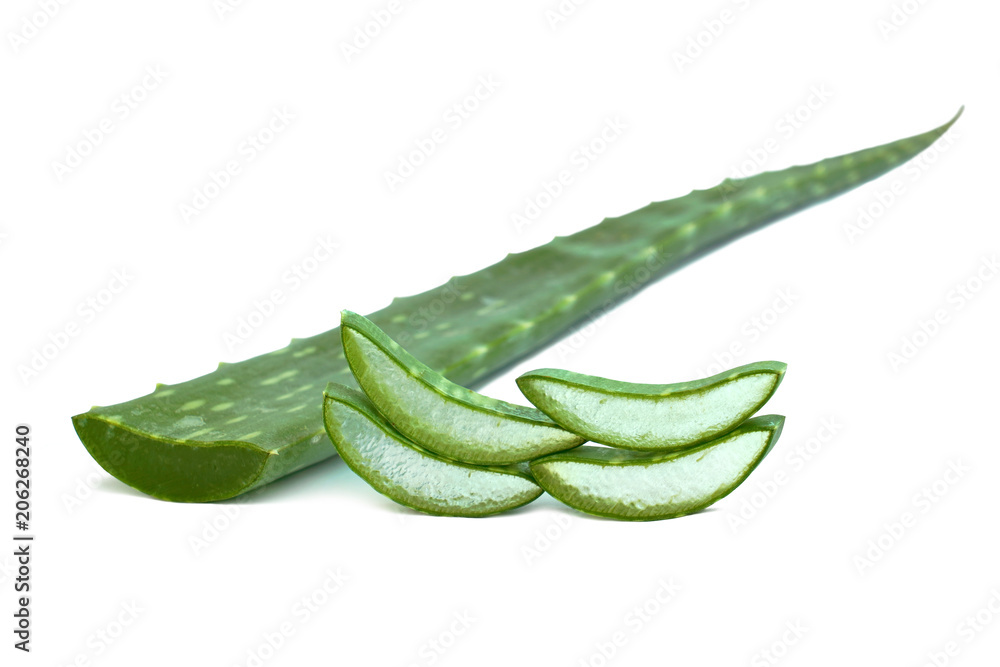 Aloe vera plant and slices isolated on white background. Aloe vera plant and slices isolated on white background.