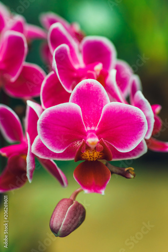 Close up of purple orchid flower in tropical garden © dziewul