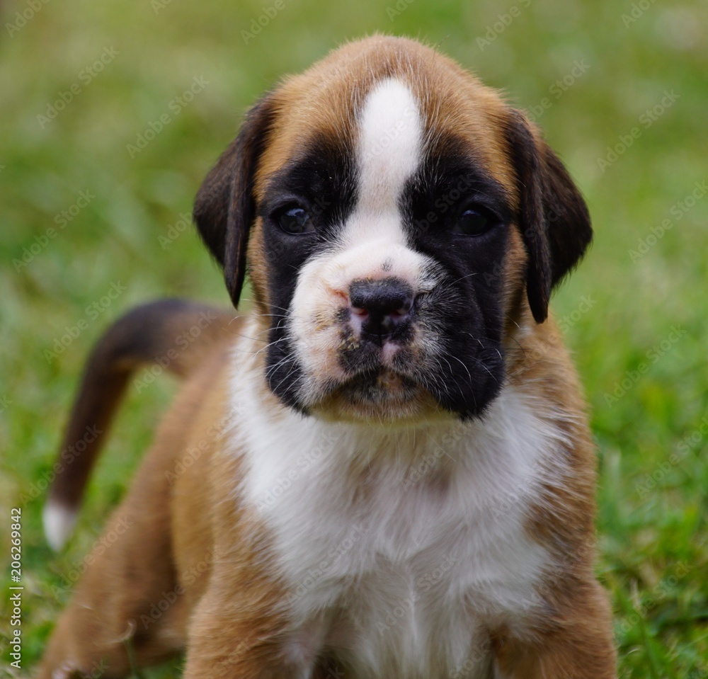 Adorable chiot femelle Boxer à 1 mois 1/2 Adorable chiot femelle Boxer à 1 mois 1/2