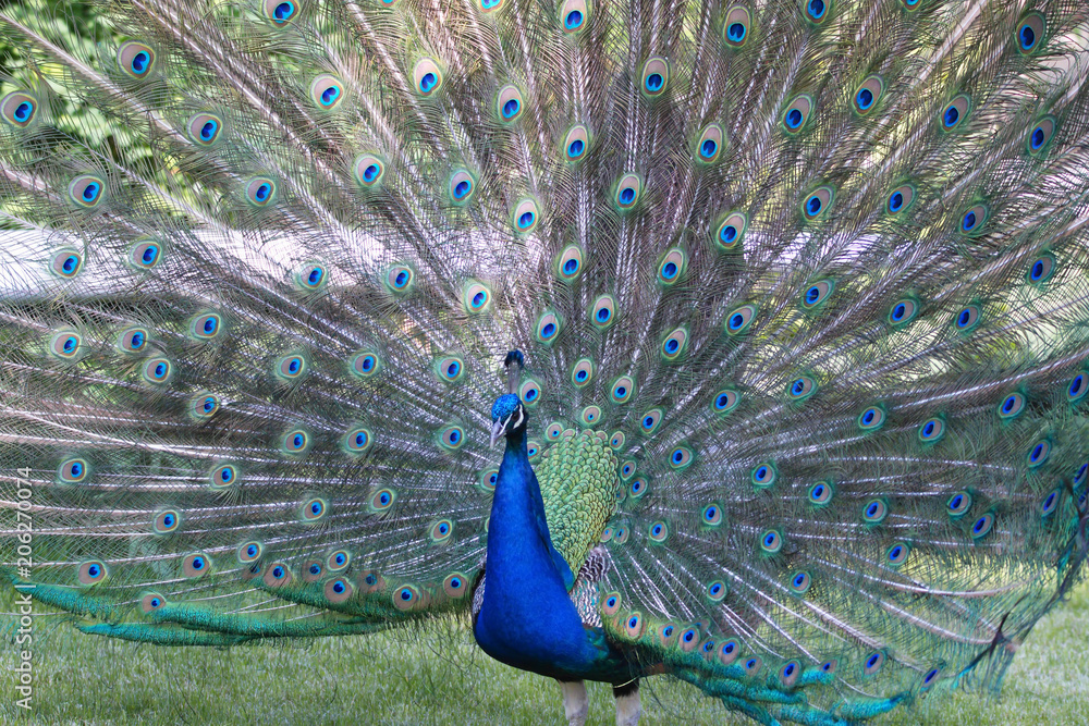 Naklejka premium blau Pfau