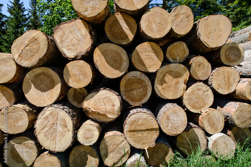 Holzstämme mit Jahresringen, Stapel Holzstämme mit Jahresringen, Stapel