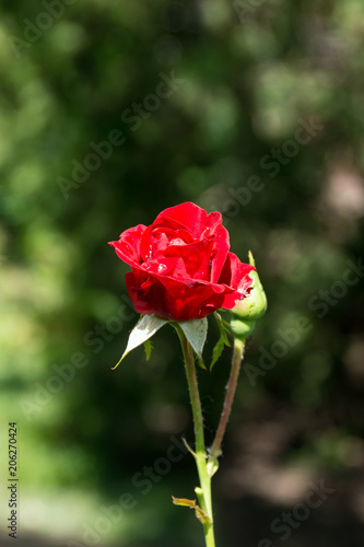 red rose in the rain