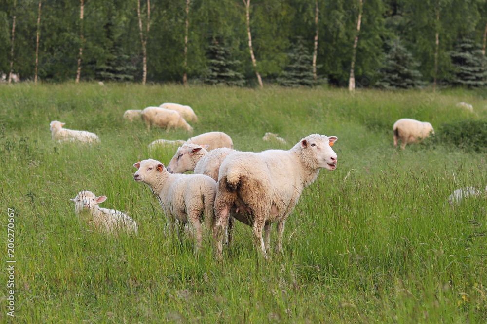 Fototapeta premium A herd of clear sheep color graze in a meadow with a tall green lush grass. Pasture of a farm with construction and trees. Industrial livestock. Livestock. Source of income of rural residents.