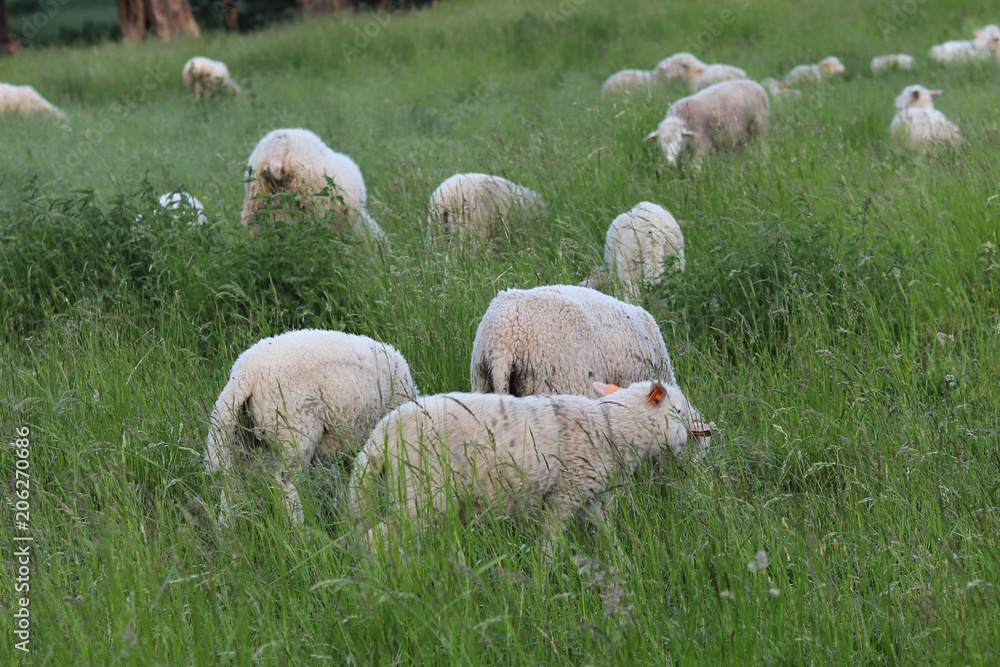 Obraz premium A herd of clear sheep color graze in a meadow with a tall green lush grass. Pasture of a farm with construction and trees. Industrial livestock. Livestock. Source of income of rural residents.