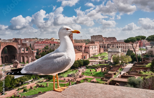 Rome, close-up of a seagull with Imperial holes, Colosseum and ruins in the background photo