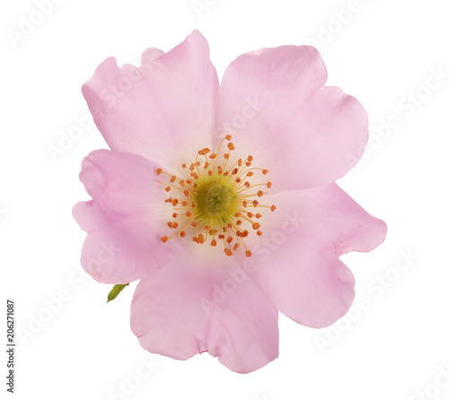 Rosehip flower isolated on white background close up