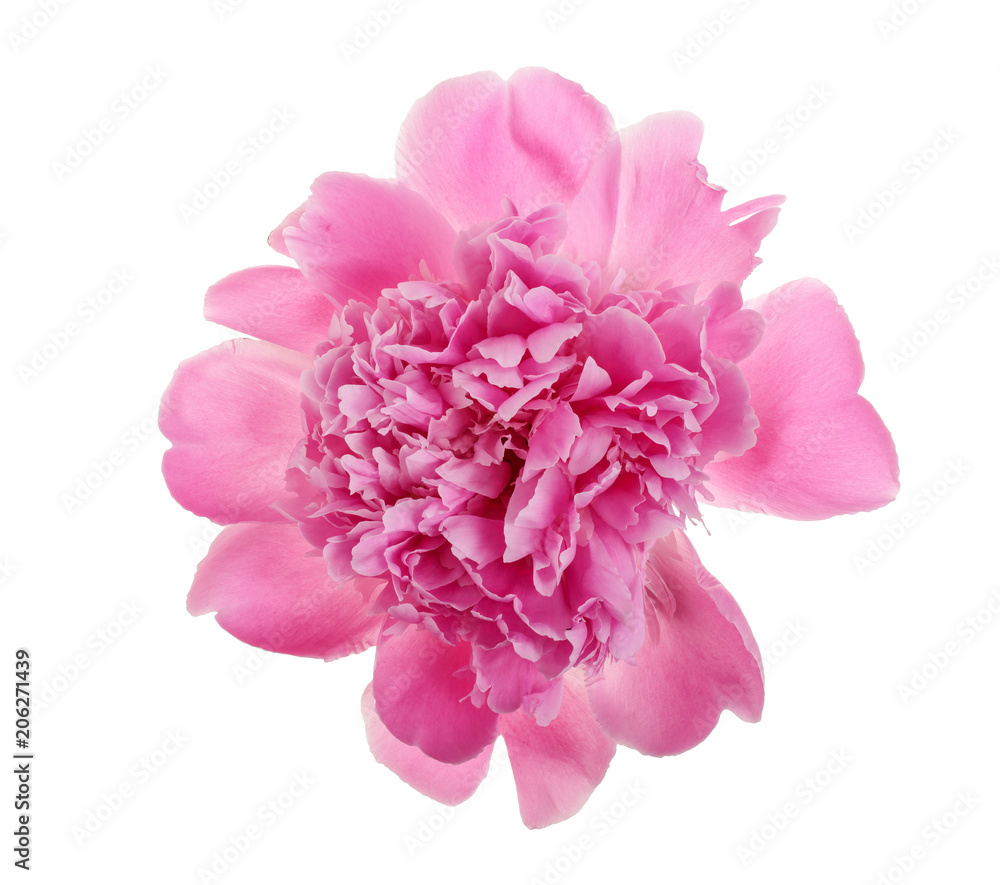 pink peony flower isolated on white background close up pink peony flower isolated on white background close up