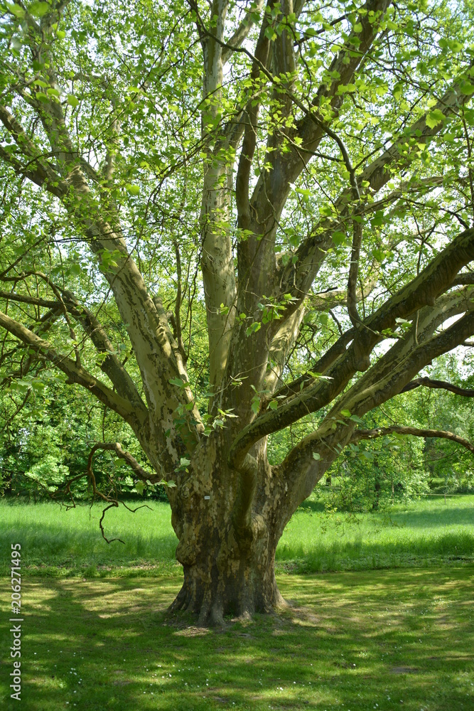 Ein alter Baum im Frühling in einem Park Ein alter Baum im Frühling in einem Park
