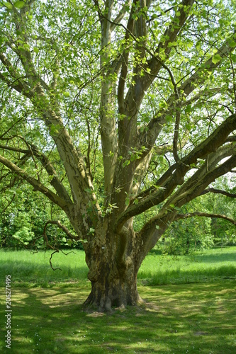 Ein alter Baum im Frühling in einem Park