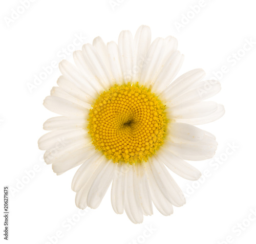 chamomile or daisies isolated on white background. Top view. Flat lay © kolesnikovserg